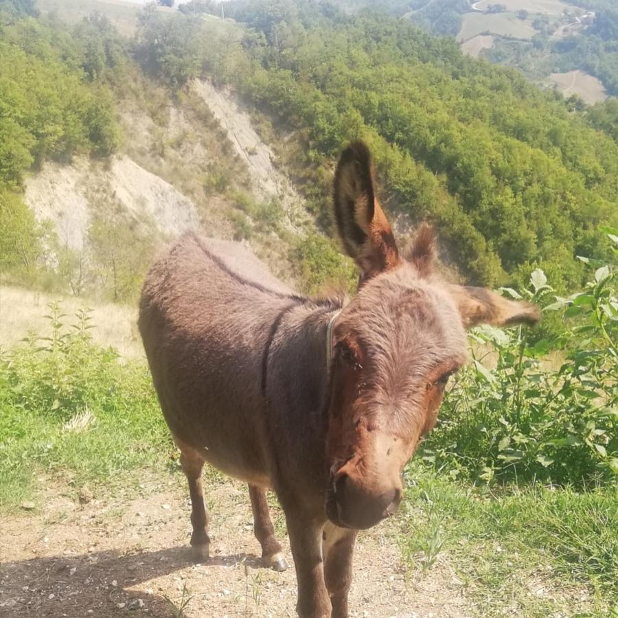 B&B Le Ginestre Castelli Bagian luar foto