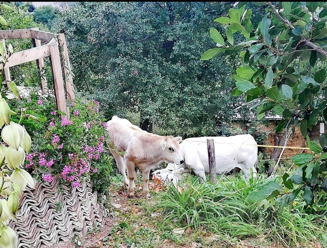 B&B Le Ginestre Castelli Bagian luar foto